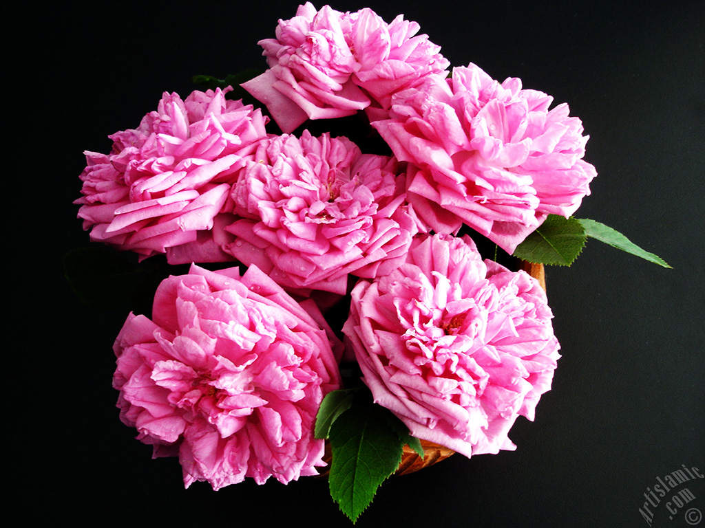 Pink rose photo.
