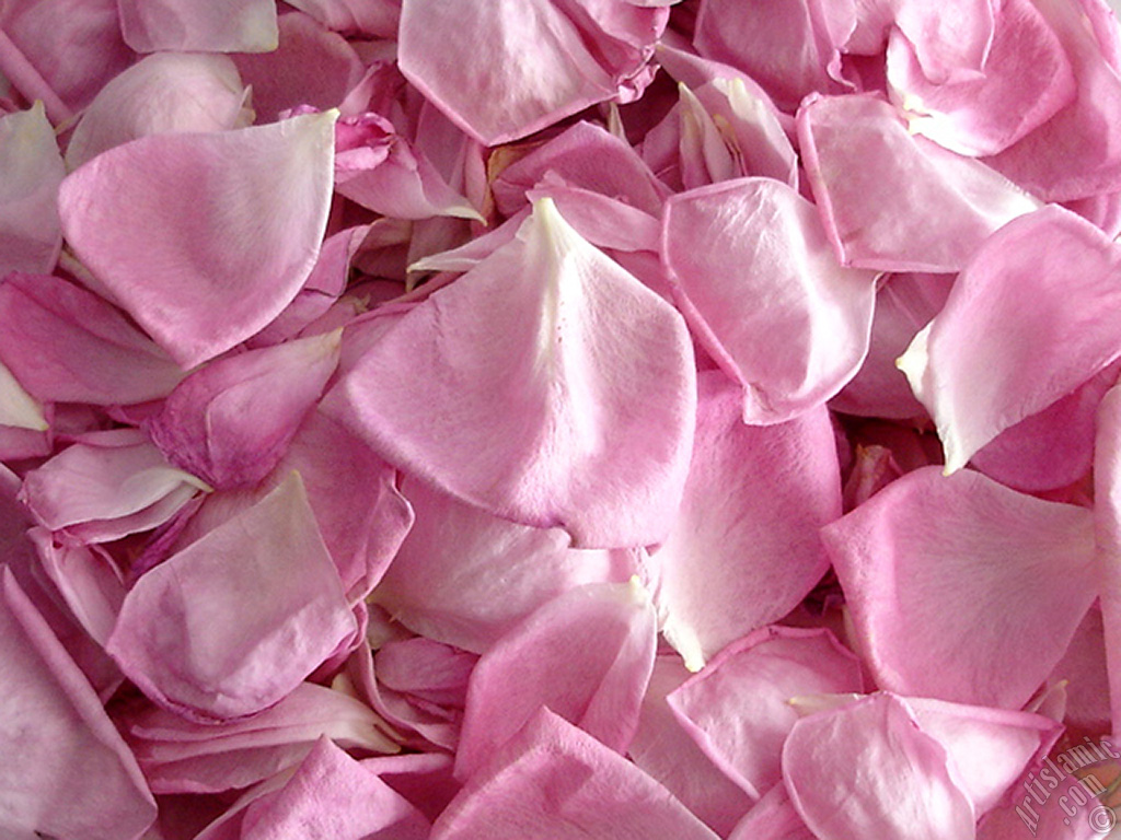 Rose leaves.
