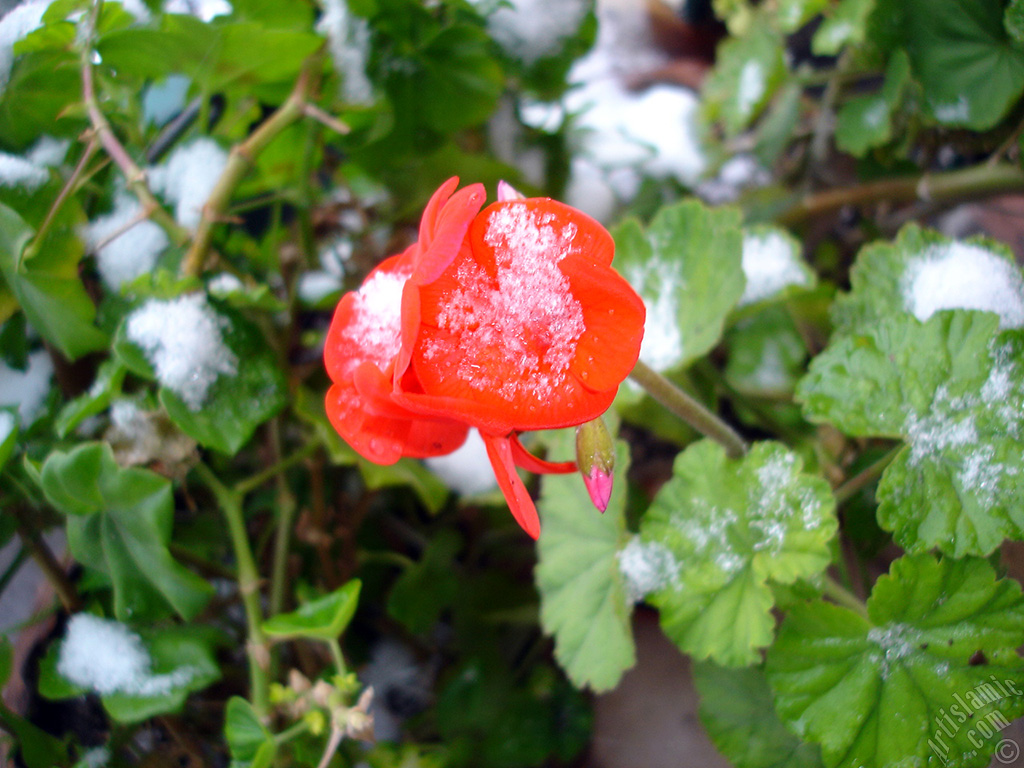 Red Colored Pelargonia -Geranium- flower.
