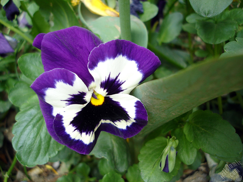 Purple color Viola Tricolor -Heartsease, Pansy, Multicoloured Violet, Johnny Jump Up- flower.
