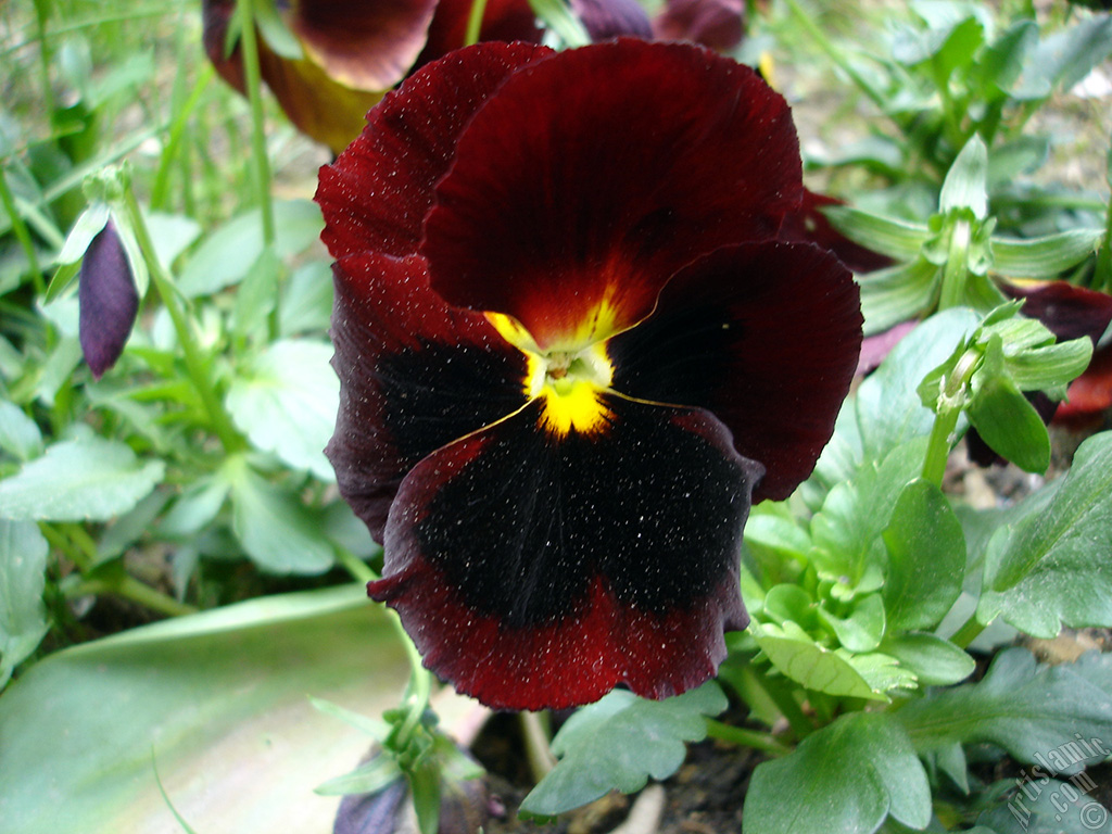 Brown color Viola Tricolor -Heartsease, Pansy, Multicoloured Violet, Johnny Jump Up- flower.
