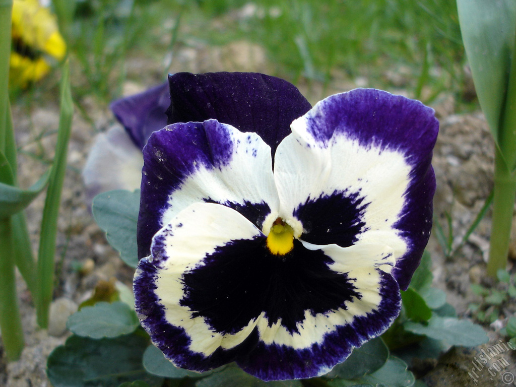 Purple color Viola Tricolor -Heartsease, Pansy, Multicoloured Violet, Johnny Jump Up- flower.

