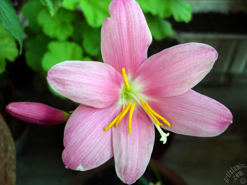 Pink color flower similar to lily.
