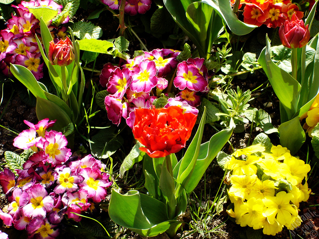 Primrose flower.
