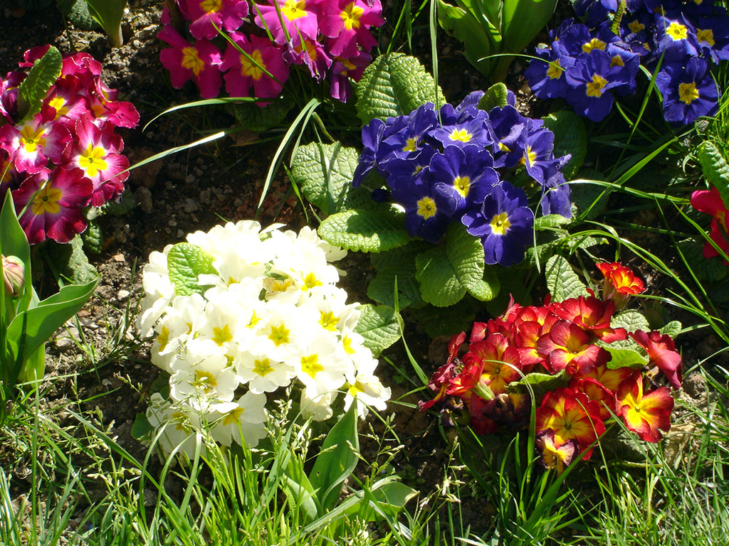 A primrose flower photo.
