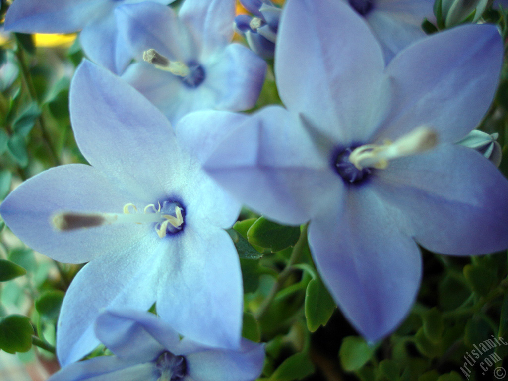 Balloon Flower -Chinese Bellflower-.

