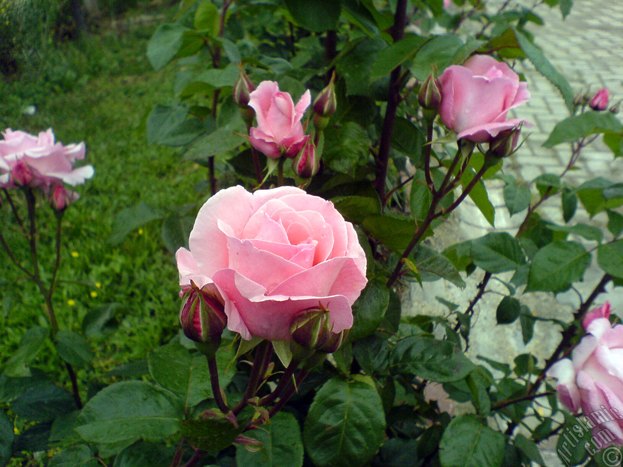 Pink rose photo.
