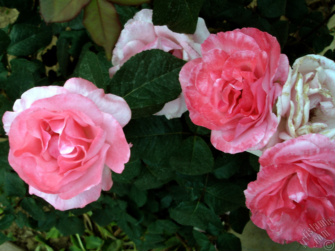 Pink rose photo.
