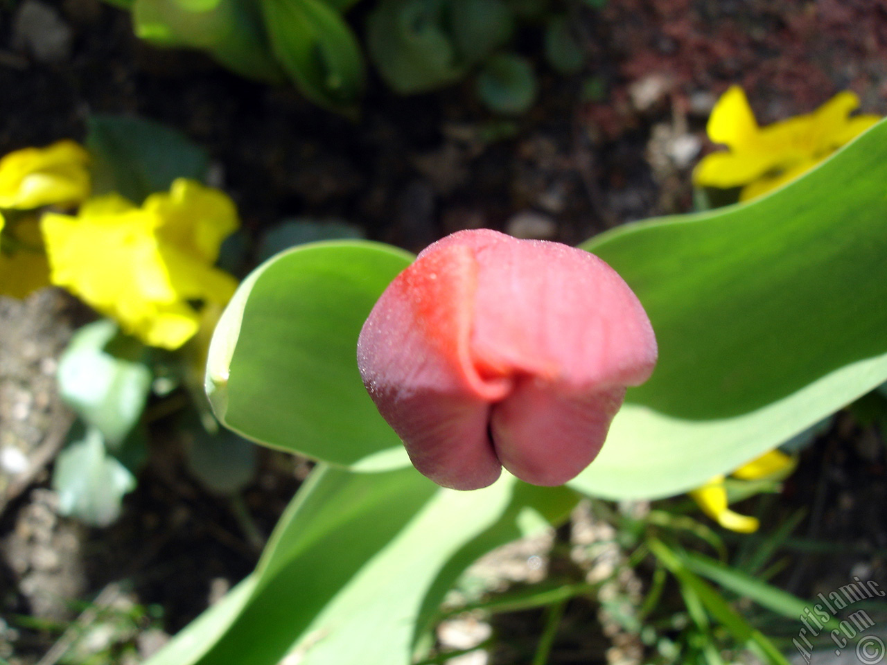 Red Turkish-Ottoman Tulip photo.
