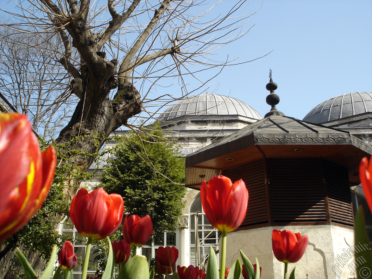Red-yellow color Turkish-Ottoman Tulip photo.
