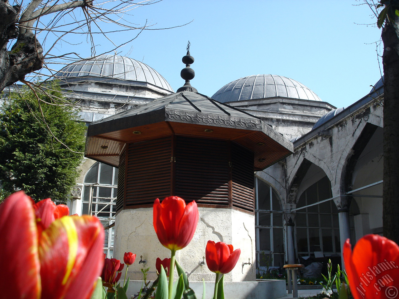 Red-yellow color Turkish-Ottoman Tulip photo.
