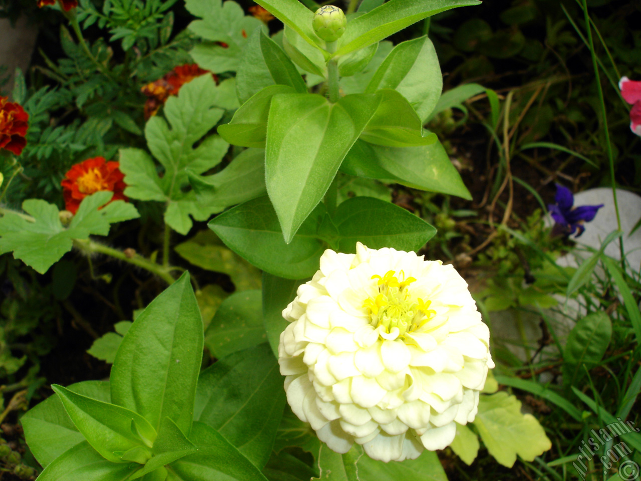 Dahlia flower.
