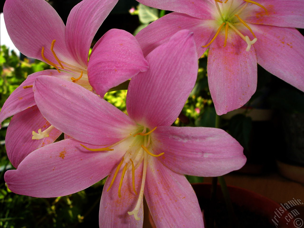Pink color flower similar to lily.
