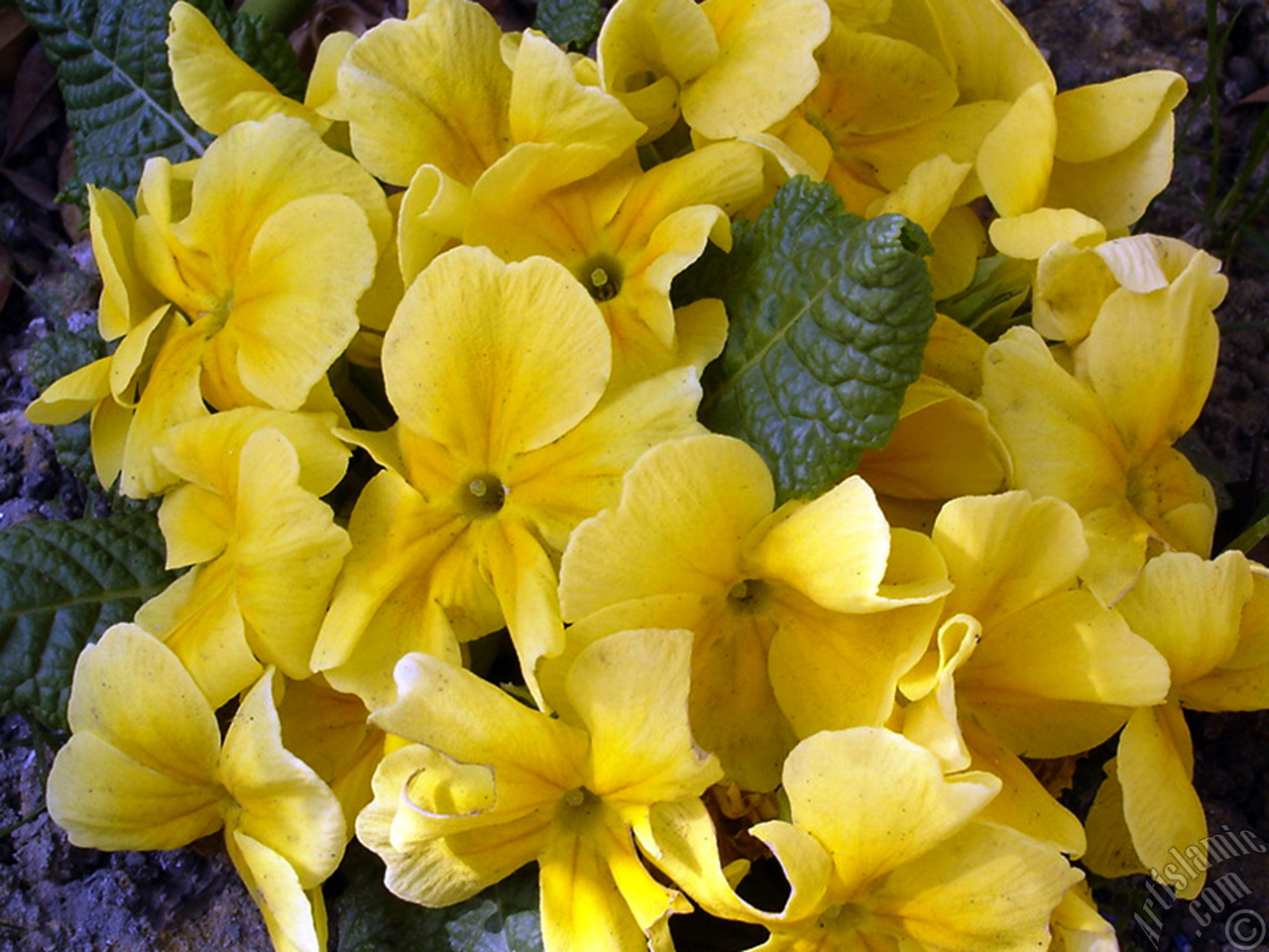 Primrose flower.
