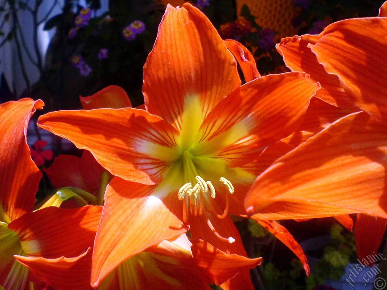 Red color amaryllis flower.
