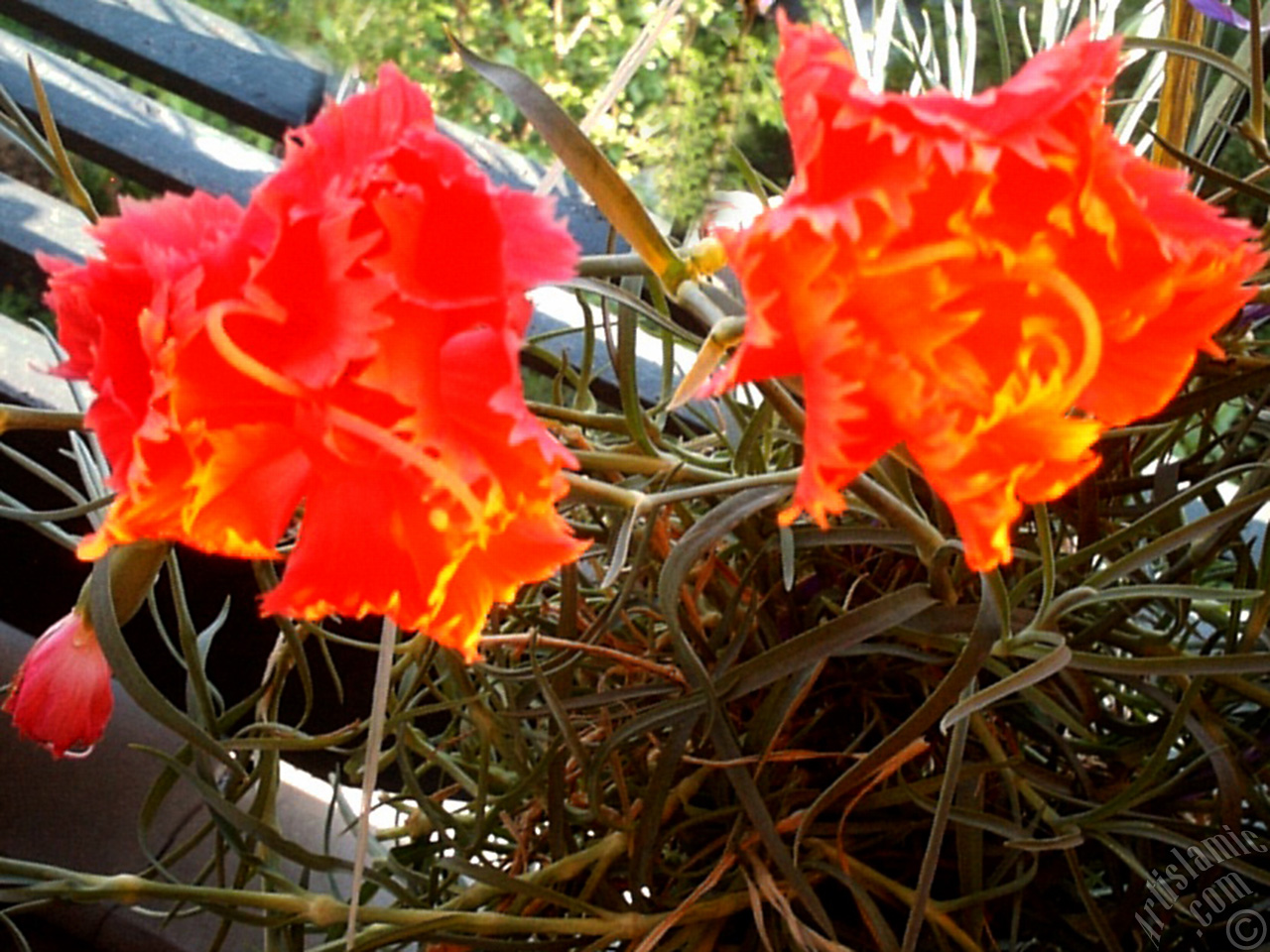 Red color Carnation -Clove Pink- flower.
