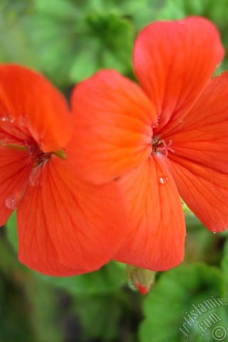 A mobile wallpaper and MMS picture for Apple iPhone 7s, 6s, 5s, 4s, Plus, iPods, iPads, New iPads, Samsung Galaxy S Series and Notes, Sony Ericsson Xperia, LG Mobile Phones, Tablets and Devices: Red Colored Pelargonia -Geranium- flower.
