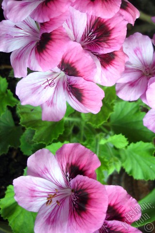 A mobile wallpaper and MMS picture for Apple iPhone 7s, 6s, 5s, 4s, Plus, iPods, iPads, New iPads, Samsung Galaxy S Series and Notes, Sony Ericsson Xperia, LG Mobile Phones, Tablets and Devices: Dark pink mottled Pelargonia -Geranium- flower.
