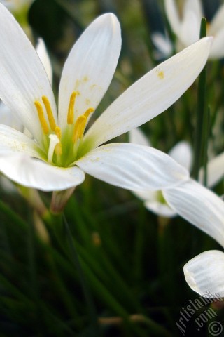 A mobile wallpaper and MMS picture for Apple iPhone 7s, 6s, 5s, 4s, Plus, iPods, iPads, New iPads, Samsung Galaxy S Series and Notes, Sony Ericsson Xperia, LG Mobile Phones, Tablets and Devices: White color flower similar to lily.
